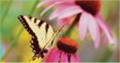 Morgantown Hospice Services